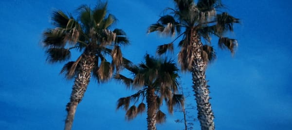 Palm trees and a parked three-wheeler under clear skies