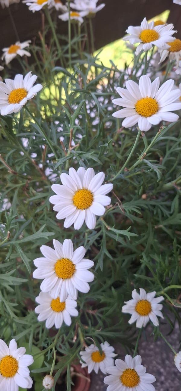 Flowers and green spaces in a Sofia residential neighborhood
