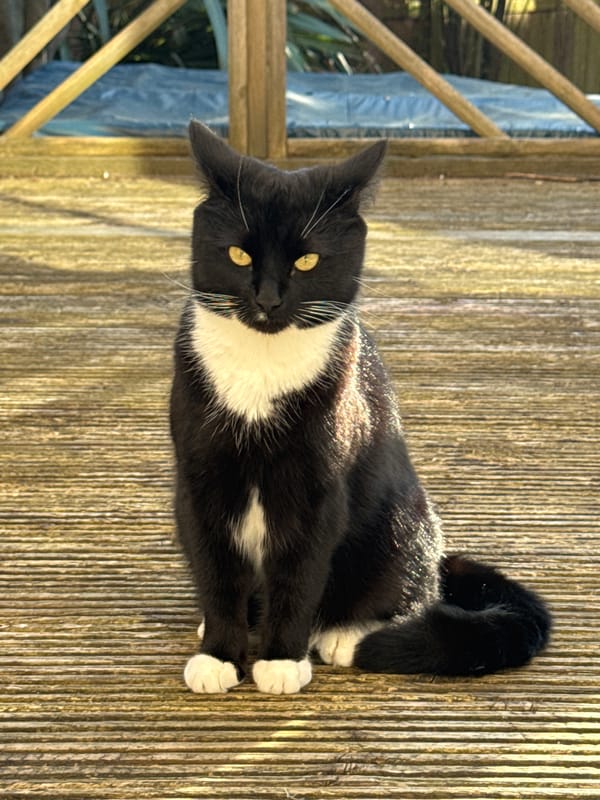 Domestic cats observed resting in Desborough homes during afternoon