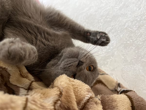 Grey cat photographed resting under blankets in Hrodna