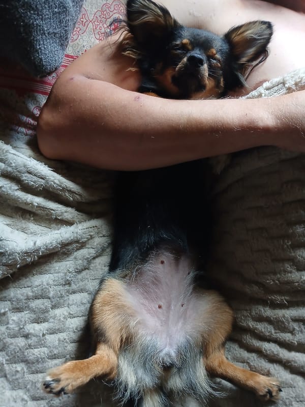 Small dog deep asleep on its back, paws up