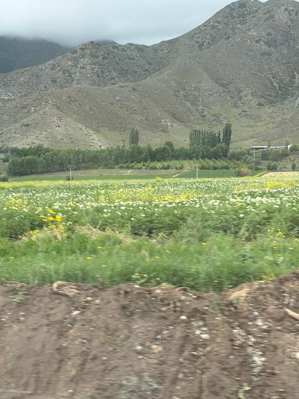 Overcast road trip through mountain farmland and wildflower countryside