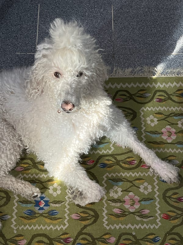 White poodle documented resting in indoor home setting