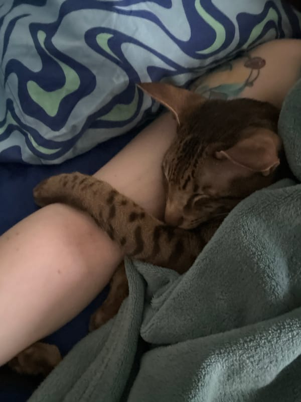 Cat sleeps peacefully with owner in Moscow home