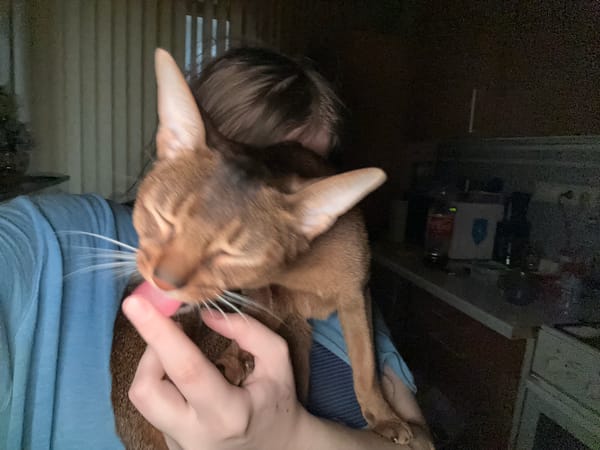 Person holds sleeping Abyssinian cat in early morning Moscow moment
