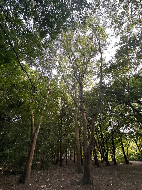 Exploring shaded woodland paths and waterways in London