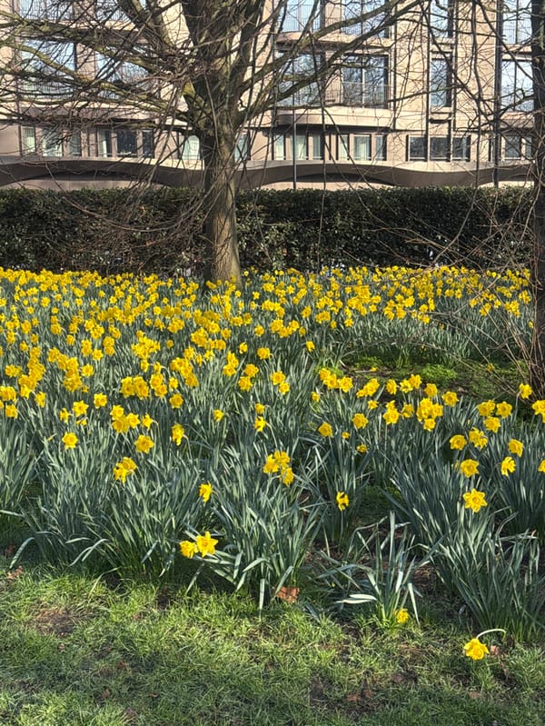 Spring blooms and wildlife observed at Hyde Park's Italian Garden
