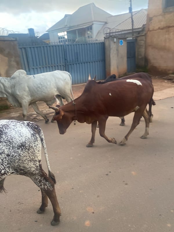 Cattle herd moves through Gura Top streets with herders nearby