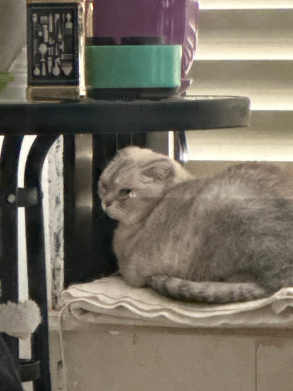 Lazy morning at a Haifa apartment with cats and houseplants