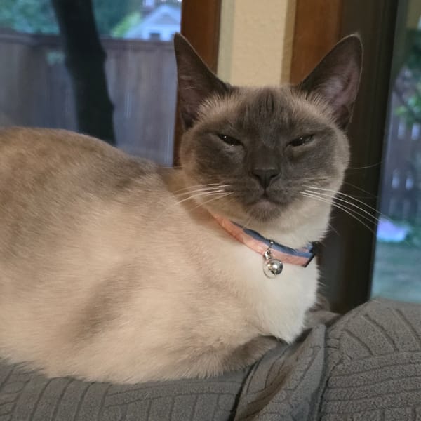 Late-night Portland moments: cats, twilight skies, and white roses