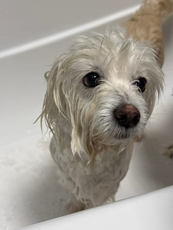 Small dog bathed in Noviy, Russia