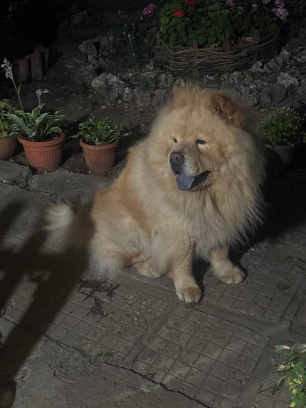 Chow Chow roams a dimly lit outdoor patio at night
