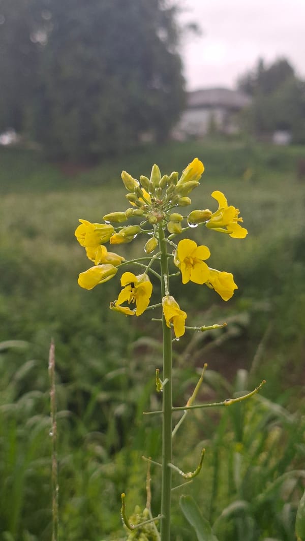 Morning after rain captured in rural Belarus village