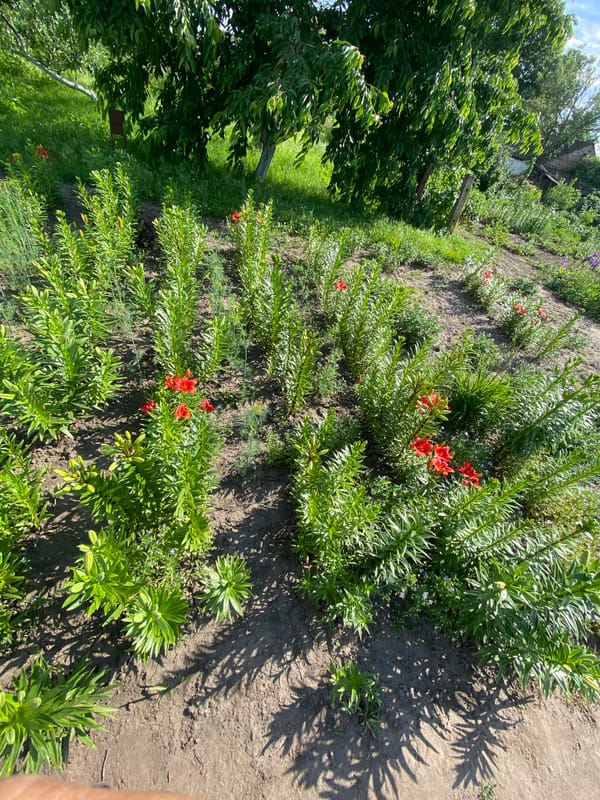 Rural life in Ustyvytsia: cats, chickens, and blooming gardens