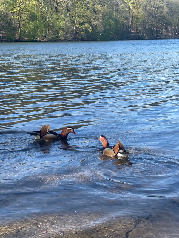 Mandarin ducks spotted swimming in Berlin lake amid recreational activity