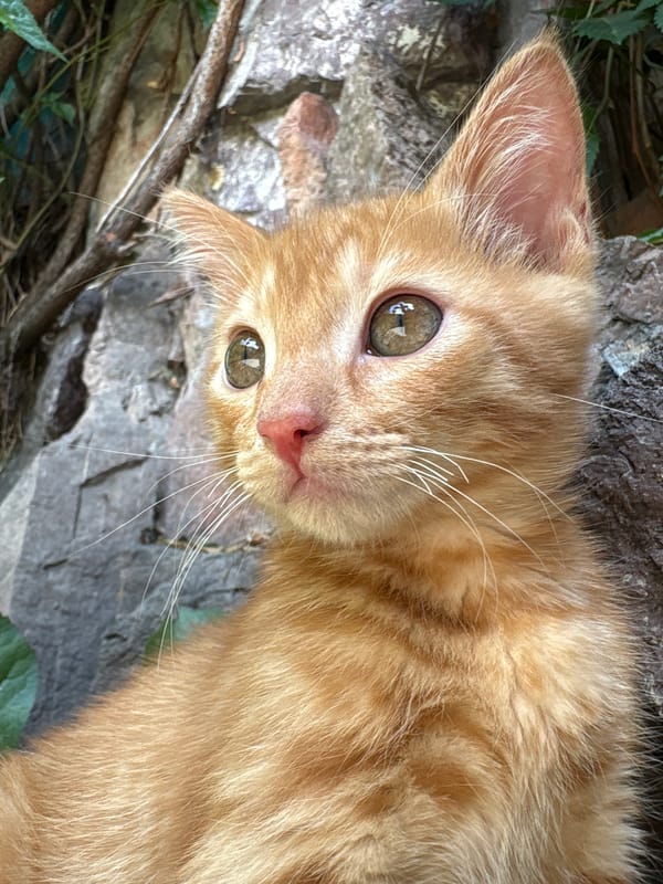 Morning cat activity documented across Almaty courtyards and gardens