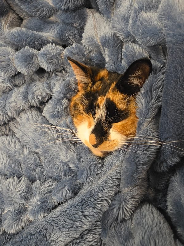 Calico cat plays peek-a-boo in cardboard box, Birmingham