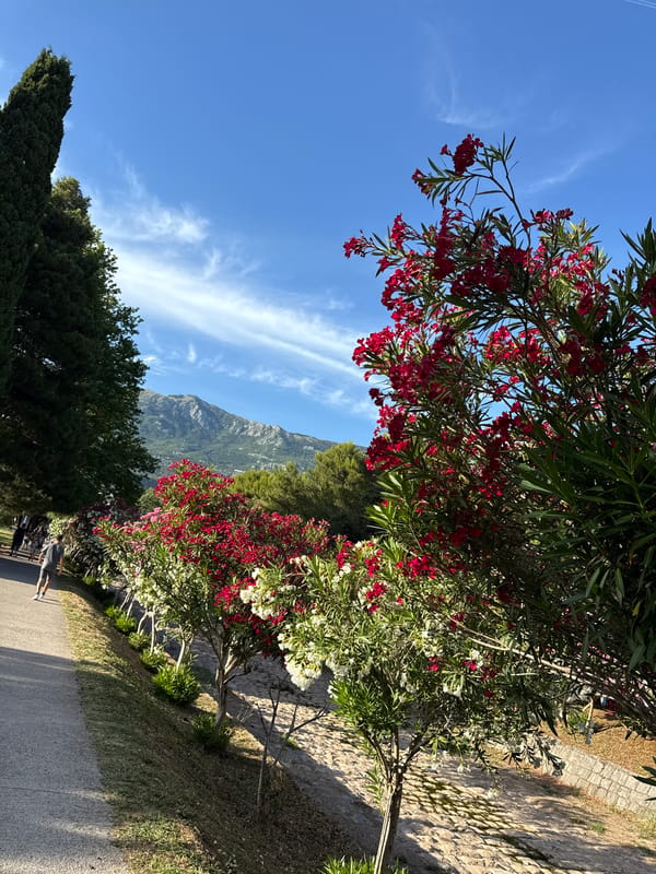 Sunny afternoon along Budva's blooming promenade paths