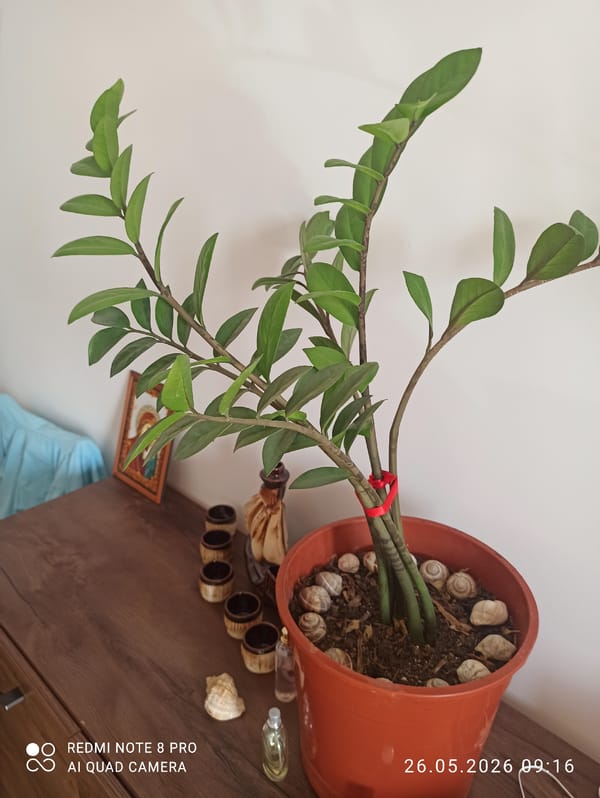 Domestic scenes with houseplants documented in Aktobe, Kazakhstan residence