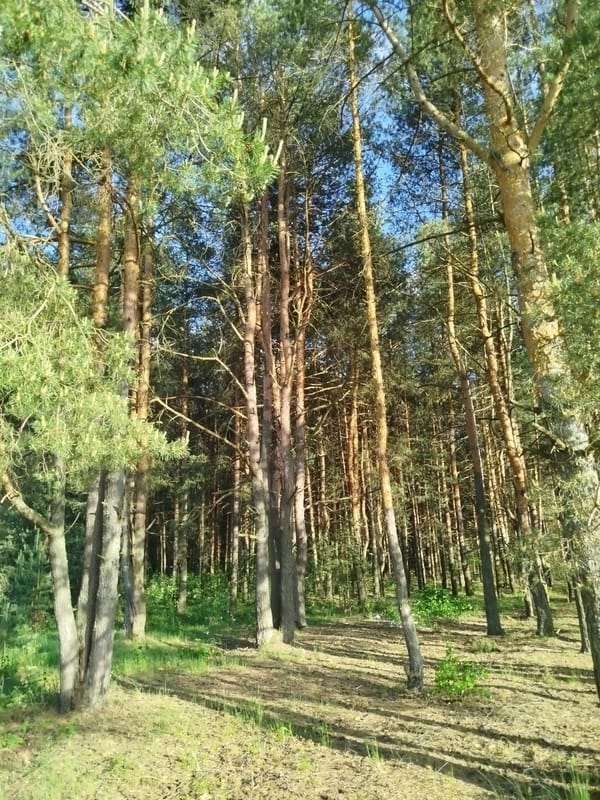 Spring flora documented in Russian forest near Zarechye
