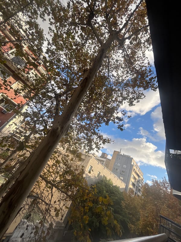 Autumn tree observed in Buenos Aires urban area