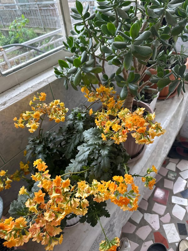 A Nookat home's plants, yard, and everyday details.