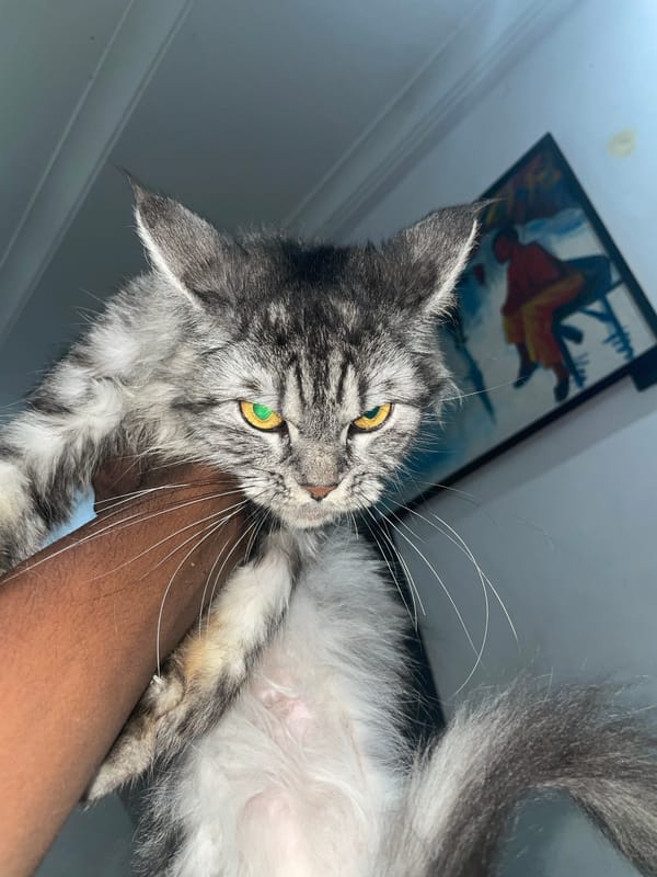 Gray cat with yellow eyes documented in Ado, Nigeria