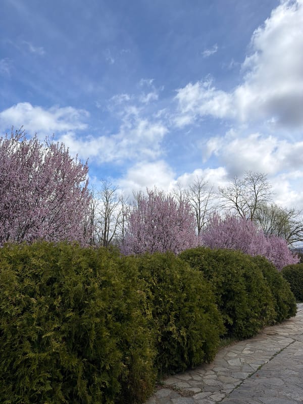 Spring blooms captured in Ginovci, North Macedonia