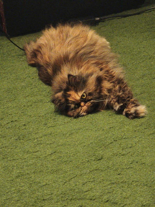 Tortoiseshell Persian cat lounging on a green carpet