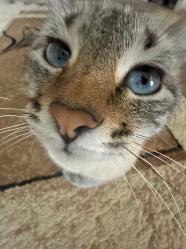 Blue-eyed cat in Ufa, multiple close-up angles