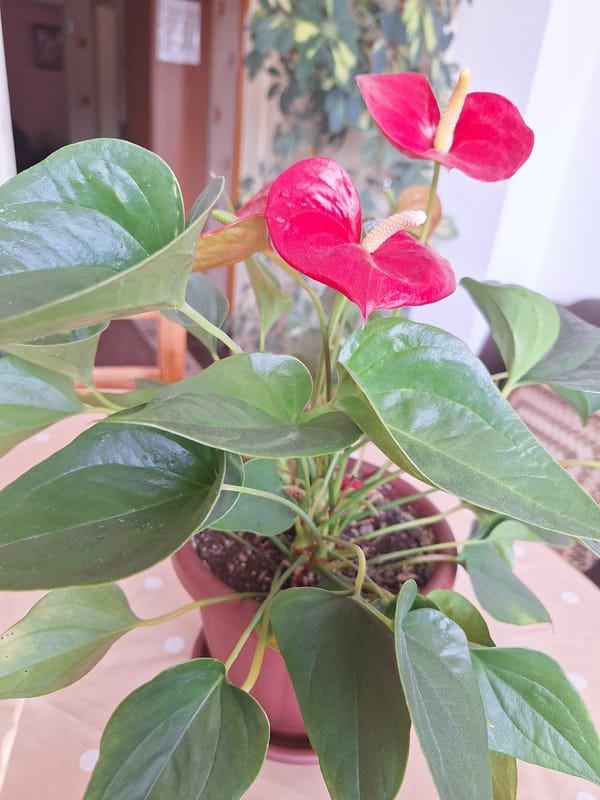 Quiet afternoon moments captured in Montana, Bulgaria home