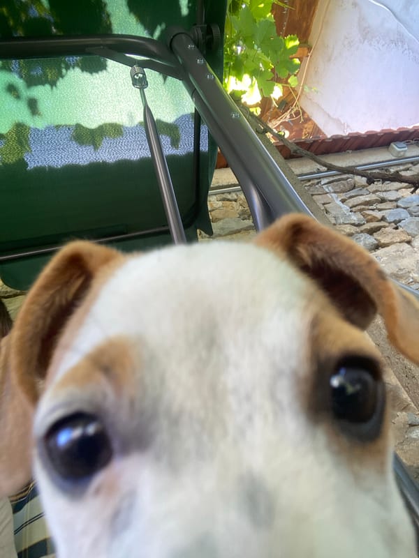 Lazy afternoon with a white and tan dog in Parvomaitsi