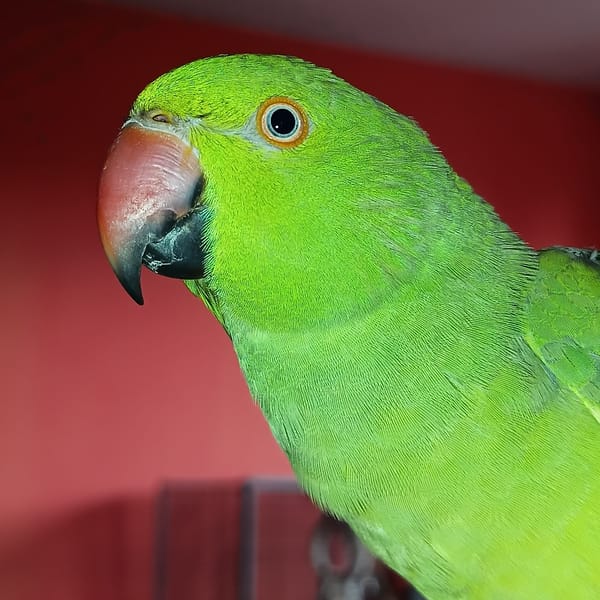 Close-up portrait session with a green parrot in Cheb