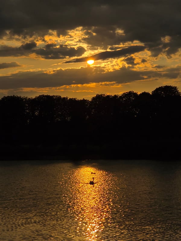 Swans on a lake at sunset, viewed from a wooden dock