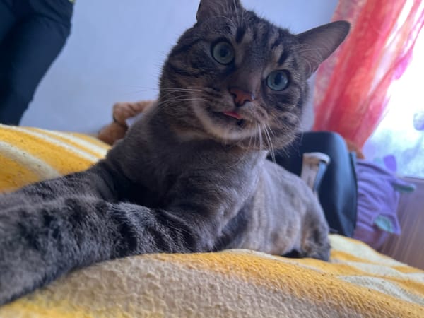 Tabby cat photographed in various poses in Strasbourg
