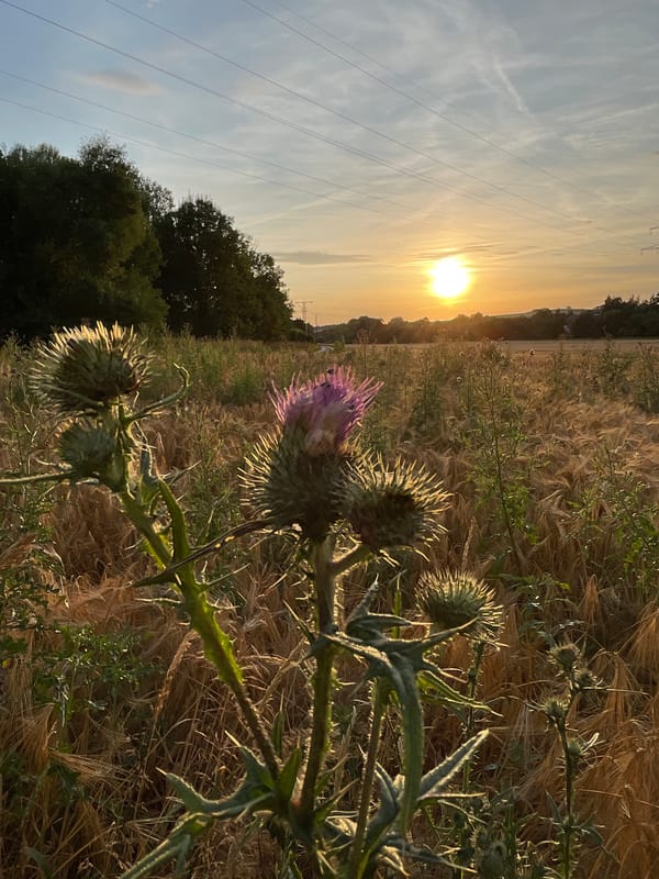 Golden-hour wander through Neukirchen fields and thistles