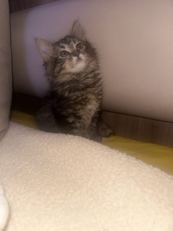 Tabby kitten sleeps peacefully on pink blanket in Marrakesh