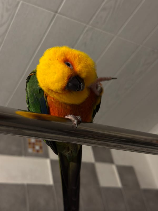 Colorful bird spotted perched on silver pole