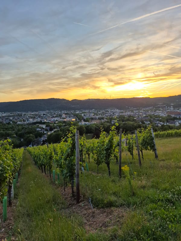 Sunset vineyard overlook above Trier, Germany