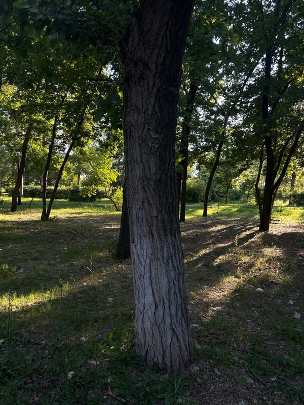 Lazy afternoon in an Orenburg park, sun through the trees