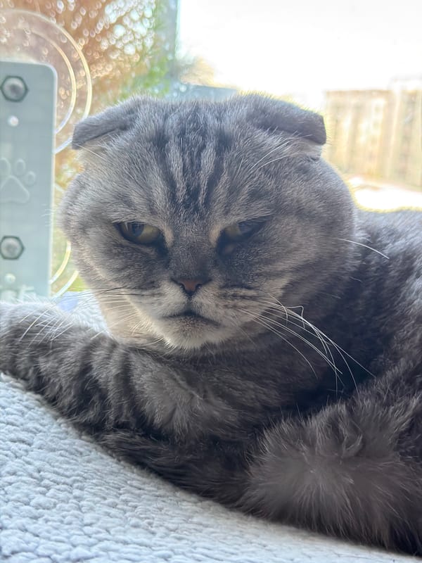 Two cats living their best life in a Glendale apartment