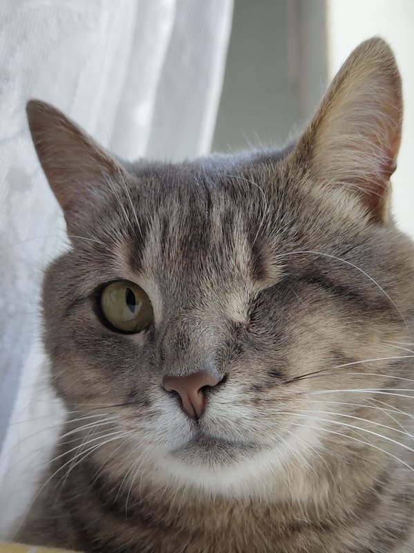 Gray tabby cats lounging, grooming, and goofing around