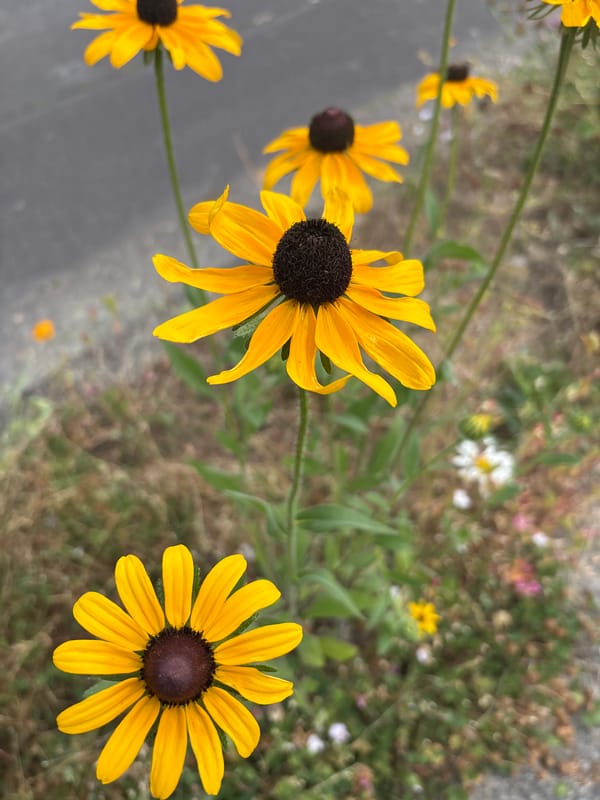 Beaverton sidewalk plantings in full summer bloom