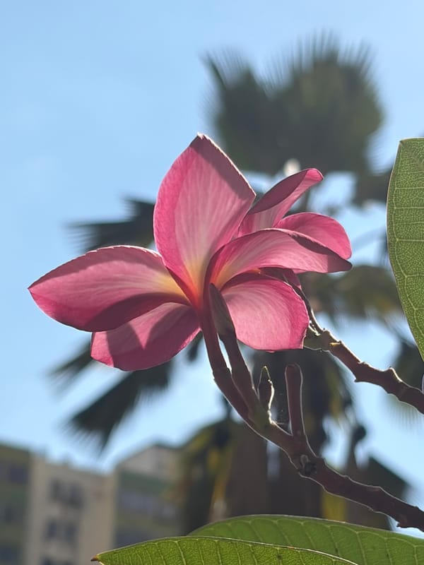 Evening Documentation of Ciudad Guayana's Natural and Urban Scenes