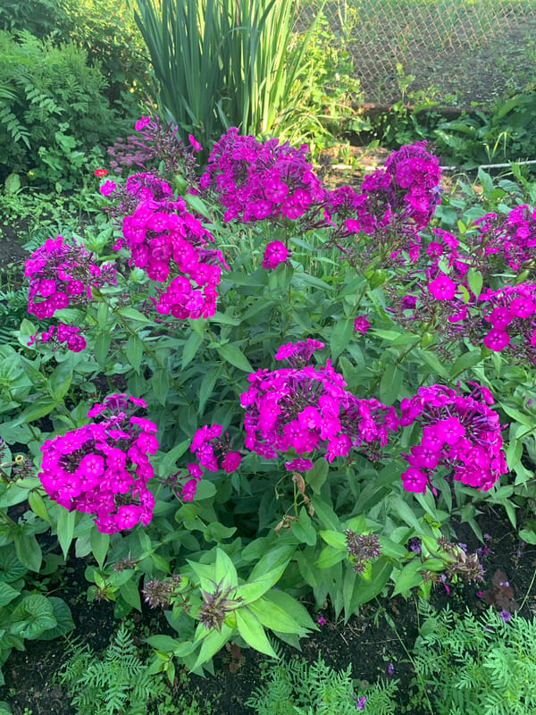 Summer garden in full bloom, Karmanovo