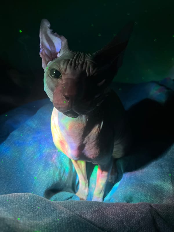 Russian pet owner documents cats and dogs at home