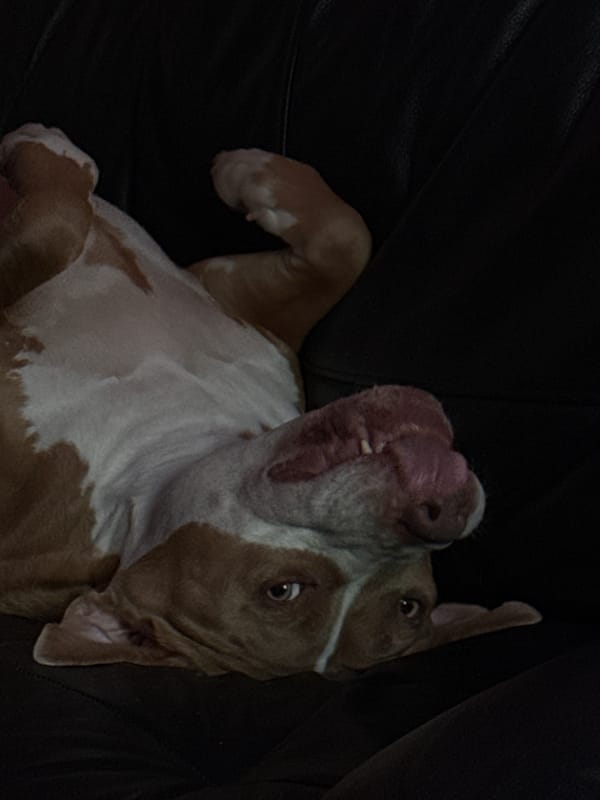Playful pit bull photographed upside down in Khimki