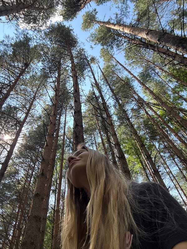 Looking up through a dense pine forest in Chaikovsky, Russia