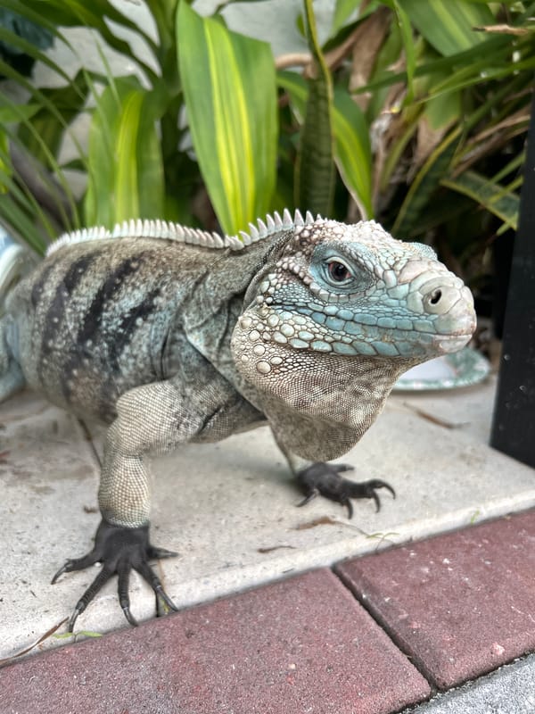Iguana, centipede spotted in Cape Coral backyard wildlife observation