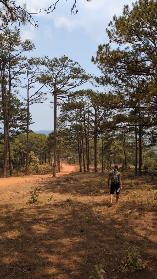 Morning forest walk with dogs captured near Da Lat